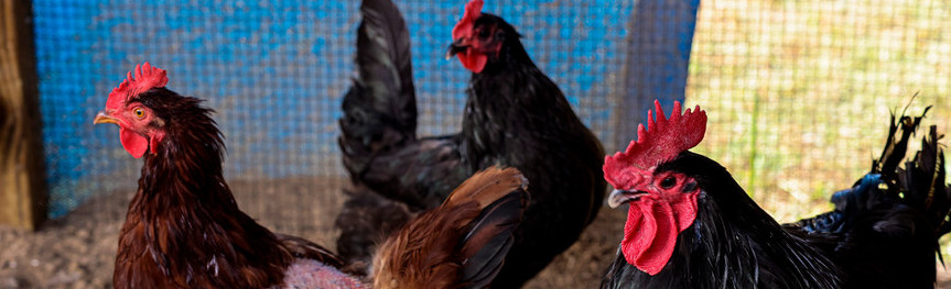 chickens in a coop