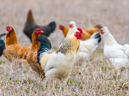 Chickens in a field