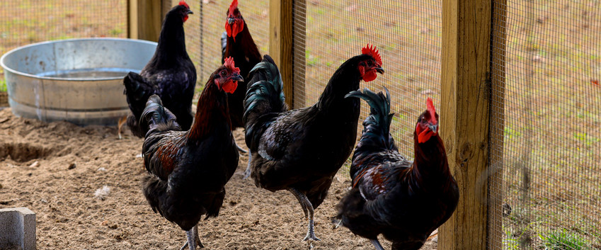 Chickens in a coop